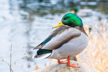 Detail portrait of male mallard duck enjoying a sunny day	