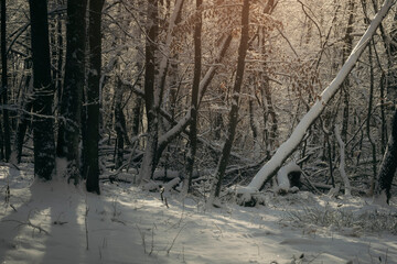 winter landscape, snow in woods and sunset light