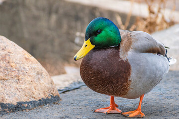 Detail portrait of male mallard duck enjoying a sunny day	