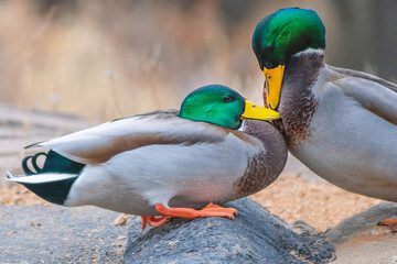 Detail portrait of male mallard duck fighting with each other
