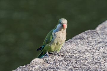 Monk Parakeet (Myiopsitta monachus) in park, Buenos Aires, Argentina