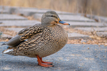 Detail portrait of a female mallard duck enjoying a sunny day	