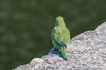 Monk Parakeet (Myiopsitta monachus) in park, Buenos Aires, Argentina
