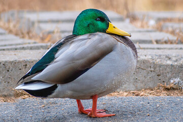 Detail portrait of male mallard duck enjoying a sunny day	