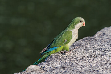 Monk Parakeet (Myiopsitta monachus) in park, Buenos Aires, Argentina