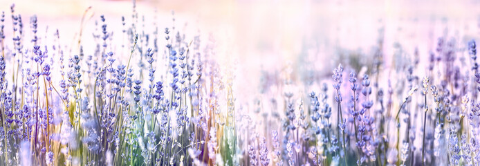 Selective and soft focus on lavender flowers, beautiful lavender flower in flower garden
- 395807582
