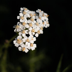 Fototapeta na wymiar flowers on black background