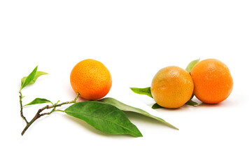 Ripe fresh organic tangerines on a branch with leaves isolated on white background.