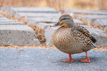 Detail portrait of a female mallard duck enjoying a sunny day	
