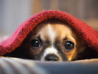 Dog under a warm blanket