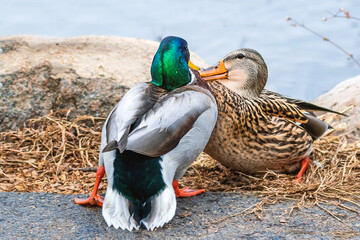 Male and female mallards are playing and fighting in a sunny day