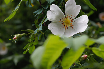 Naklejka premium apple tree blossom