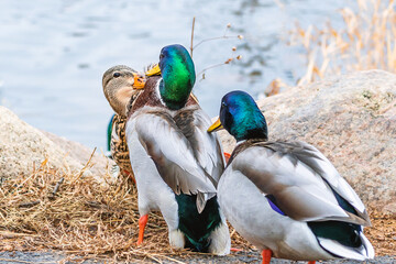 Male and female mallards are playing and fighting in a sunny day