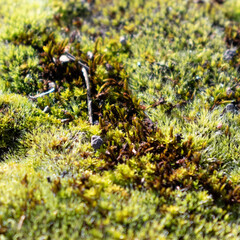 green moss on the rock