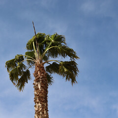 palm tree against blue sky