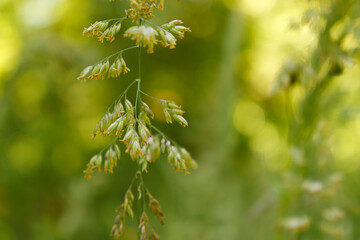 close up of a tree