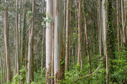 Eucalypt trees forest