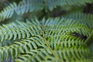 close-up green leaf in spring