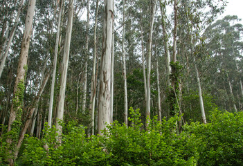 Fototapeta premium Eucalypt trees woodland