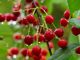 Sour cherries in the rain