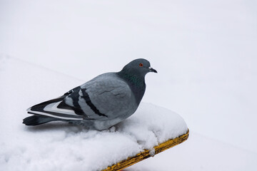pigeon in snow