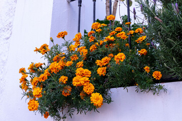 Fototapeta na wymiar orange dead flower plant