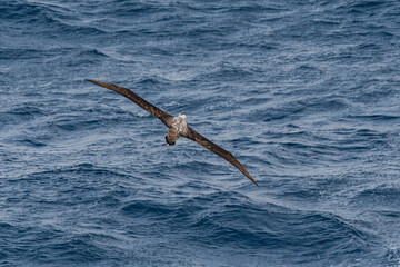 Fototapeta premium Immature Wandering Albatross (Diomedea exulans) in South Atlantic Ocean, Southern Ocean, Antarctica