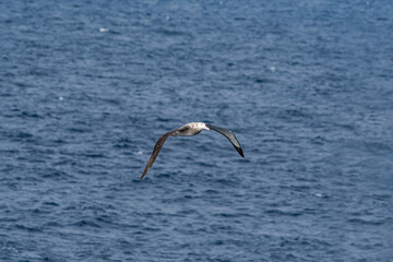 Fototapeta na wymiar Immature Wandering Albatross (Diomedea exulans) in South Atlantic Ocean, Southern Ocean, Antarctica