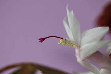 Close-up (macro photography) of Schlumbergera flower (lat. Schlumbergera truncata) on a lilac background
