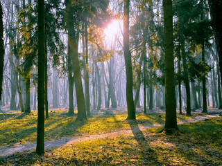 Sunny morning in the forest with fog. Fairy woods. Beautiful nature.
