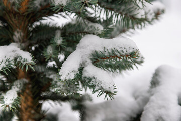 Christmas tree branch with snow.