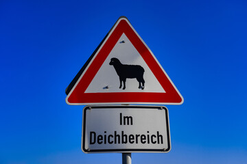 Schafe im Deichbereich