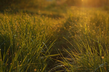 Obraz premium Raindrops on the bright green grass in the spring on the meadow in the light of the morning sun rays