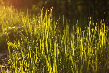 Obraz premium Green grass In the morning on the meadow after the rain