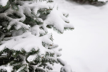 Christmas tree branch with snow.