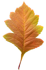 Autumn leaf of hawthorn isolated