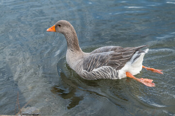 goose on the water
