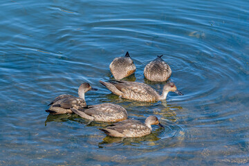 Crested Duck (Lophonetta specularioides) in Ushuaia area, Land of Fire (Tierra del Fuego), Argentina