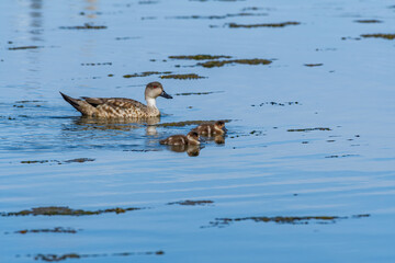 Crested Duck (Lophonetta specularioides) with ducklings in Ushuaia area, Land of Fire (Tierra del Fuego), Argentina