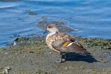 Crested Duck (Lophonetta specularioides) in Ushuaia area, Land of Fire (Tierra del Fuego), Argentina