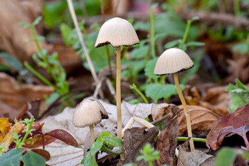 Brittlestem Mushroom 01