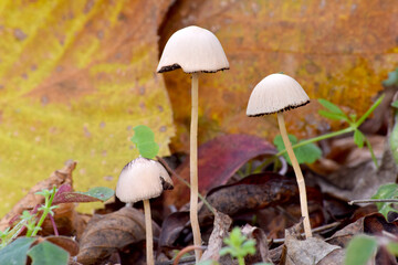 Brittlestem Mushroom 02