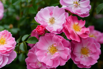 Tender pink tea roses background. Closeup macro of summer flower. Selective focus