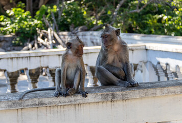 Singes à Battambang, Cambodge