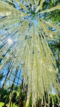 tree in the park