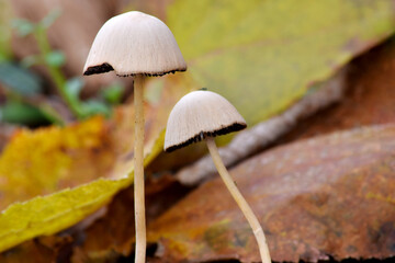 Brittlestem Mushroom 05