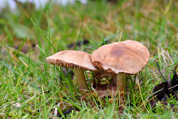 Hydnangiaceae Mushroom 01