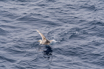 Obraz premium Southern Giant Petrel (Macronectes giganteus) in South Atlantic Ocean, Southern Ocean, Antarctica