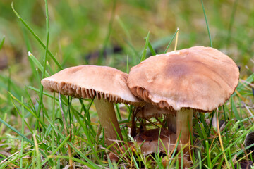 Hydnangiaceae Mushroom 02
