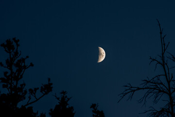 First quarter moon sits above the trees